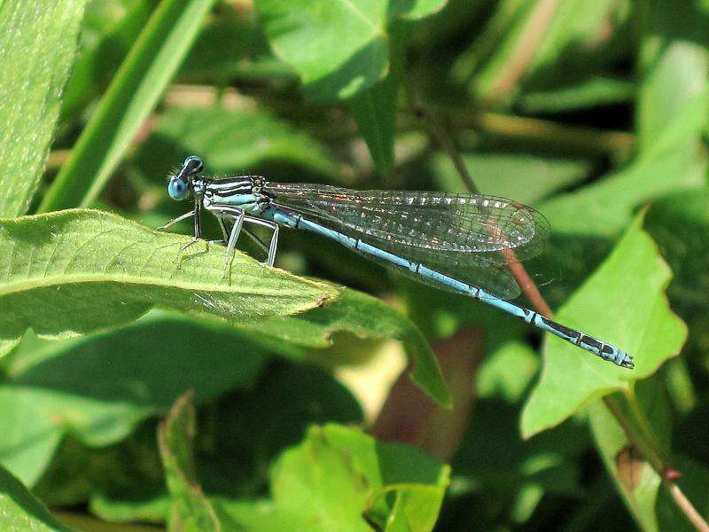 Image of Platycnemis Burmeister 1839