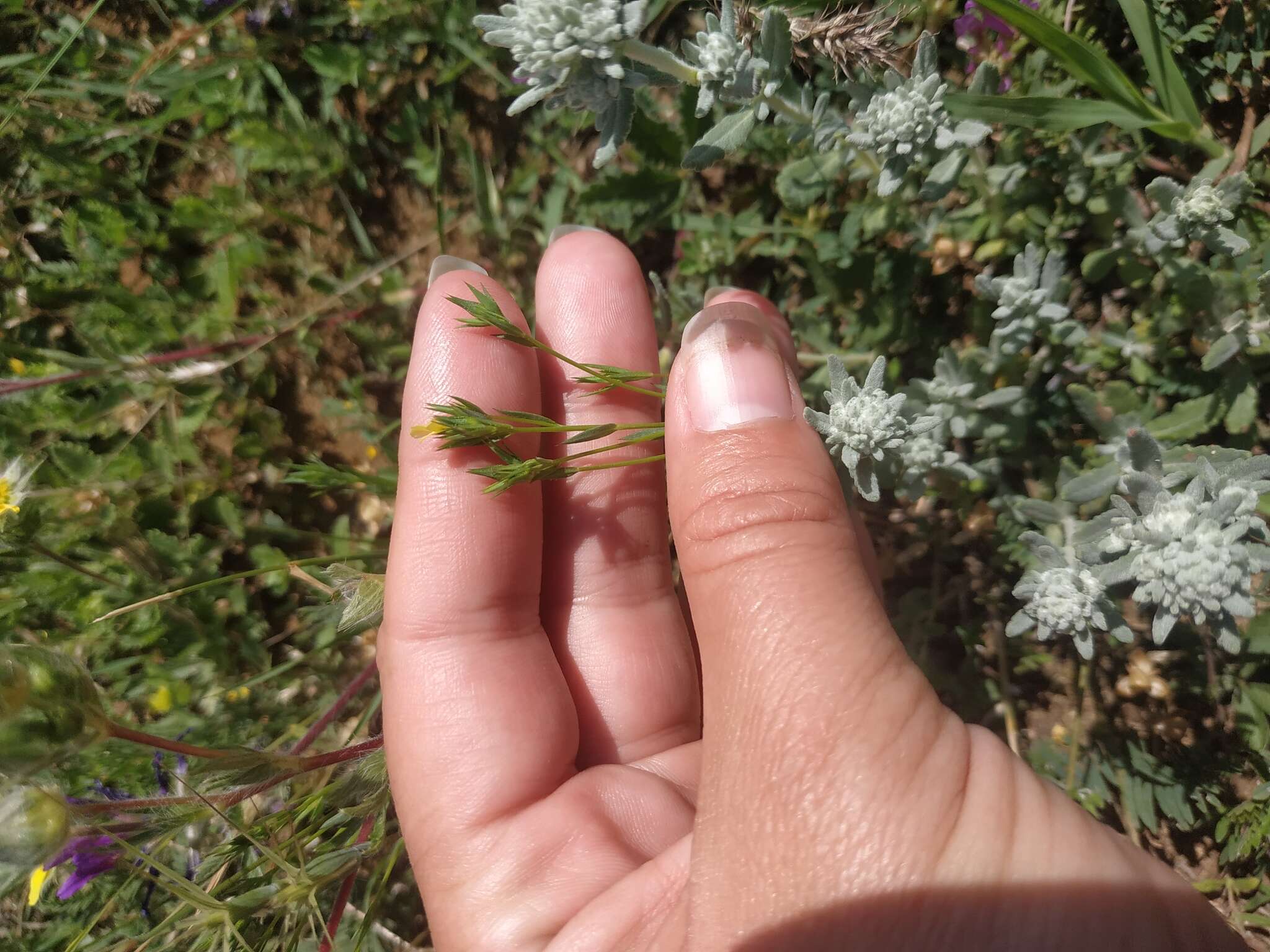 Linum corymbulosum Rchb. resmi