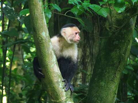 Image of Panama capuchin monkey