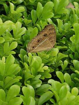 Imagem de Junonia almana Linnaeus 1758