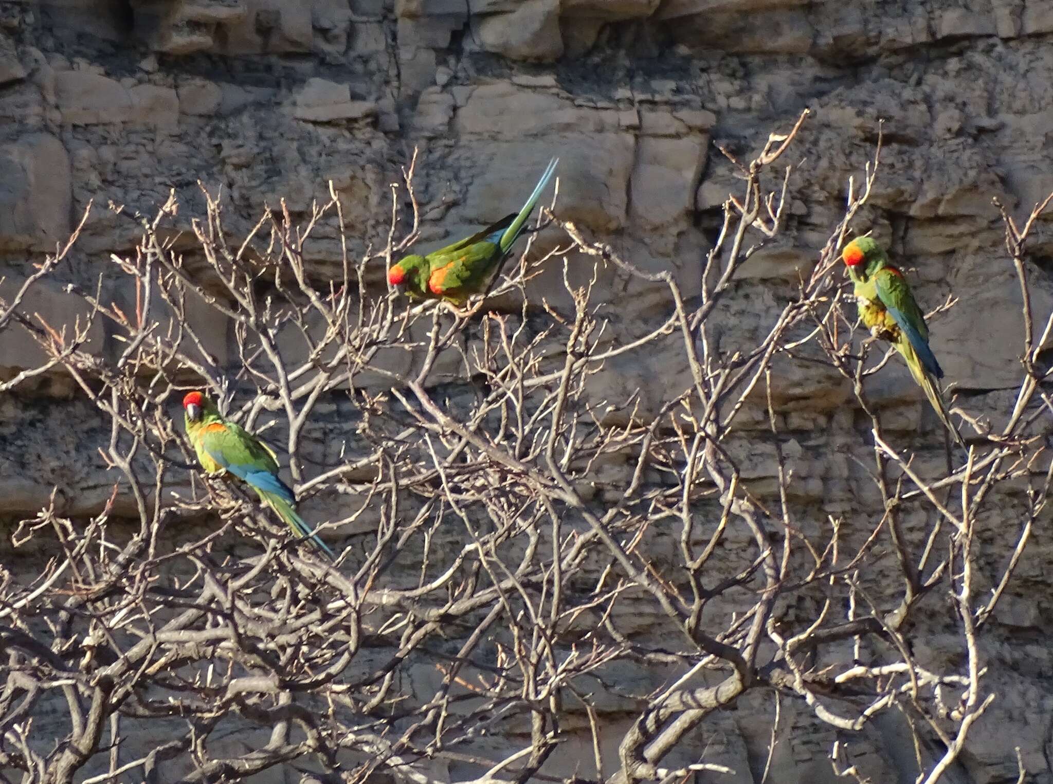 Image of Red-fronted Macaw