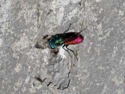 صورة Chrysis ignita