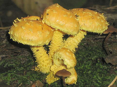 Image of Pholiota flammans (Batsch) P. Kumm. 1871