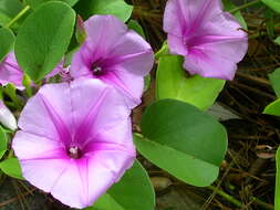 Ipomoea pes-caprae (L.) R. Brown resmi