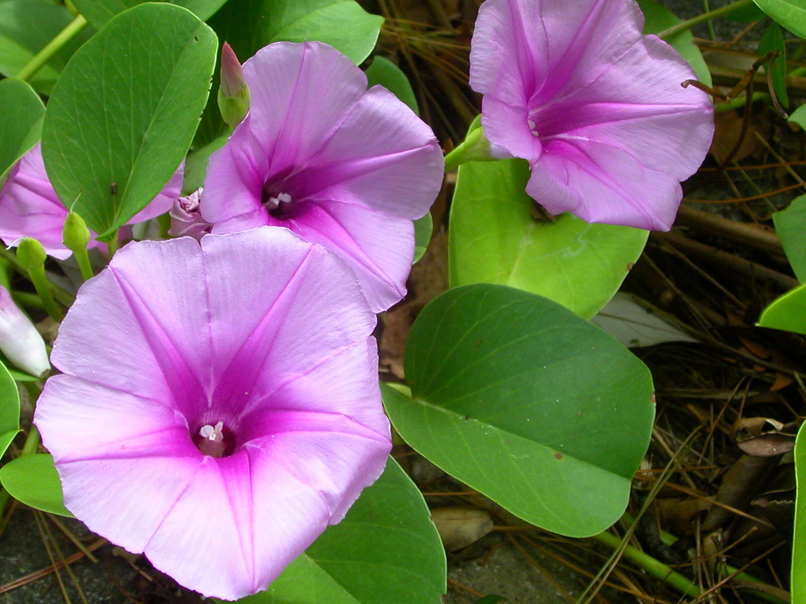 Ipomoea pes-caprae (L.) R. Brown resmi