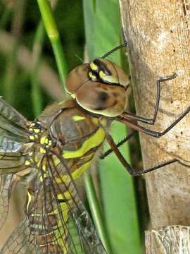 Image of Migrant Hawker