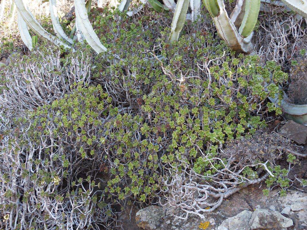 Image of Aeonium lindleyi subsp. lindleyi