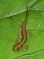 Image of Smooth Newt