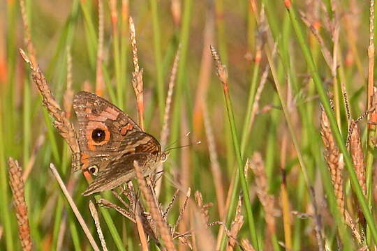 Image de <i>Junonia neildi</i>