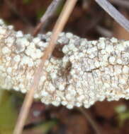 Image of Pertusaria leucoplaca Müll. Arg.