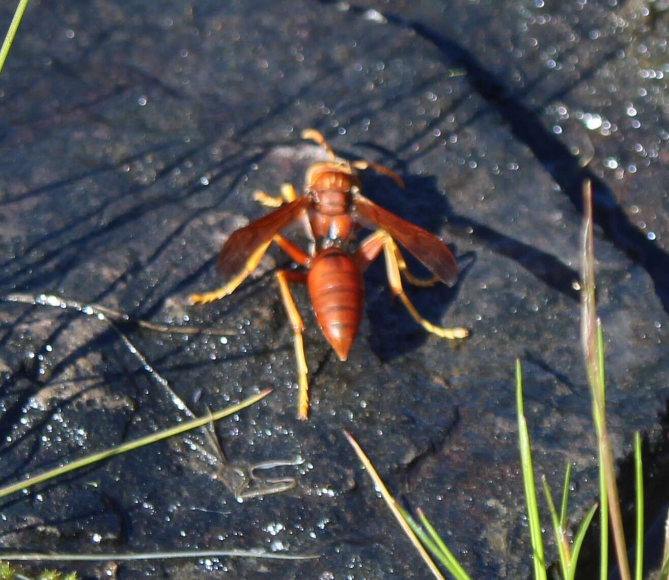 Image of Polistes schach (Fabricius 1781)