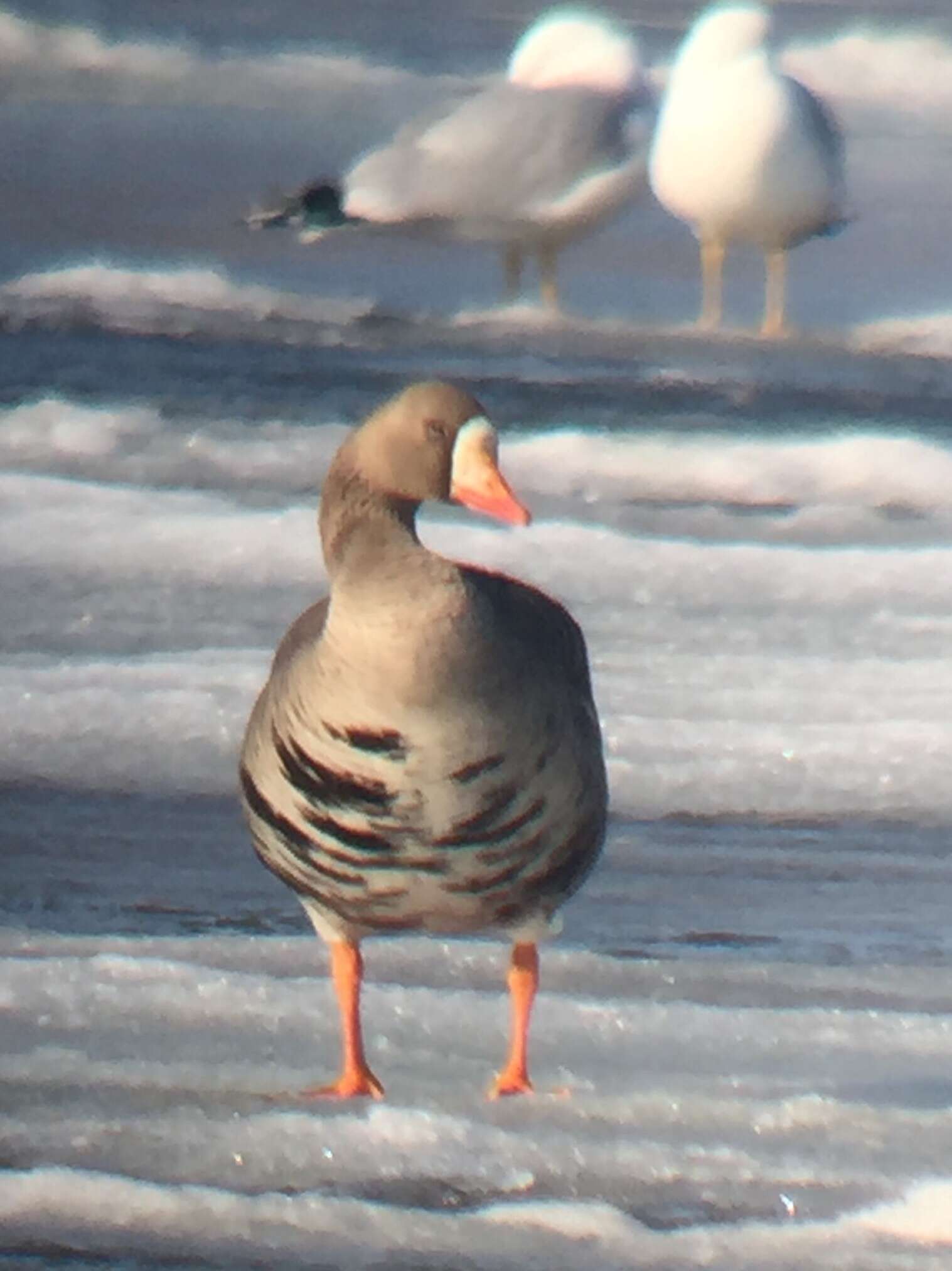 Image of Tule White-fronted Goose