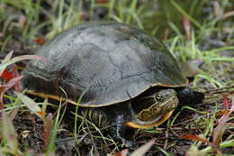 Image of Deirochelys