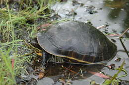 Image of Deirochelys