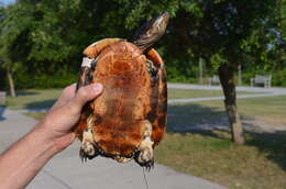 Image of Deirochelys