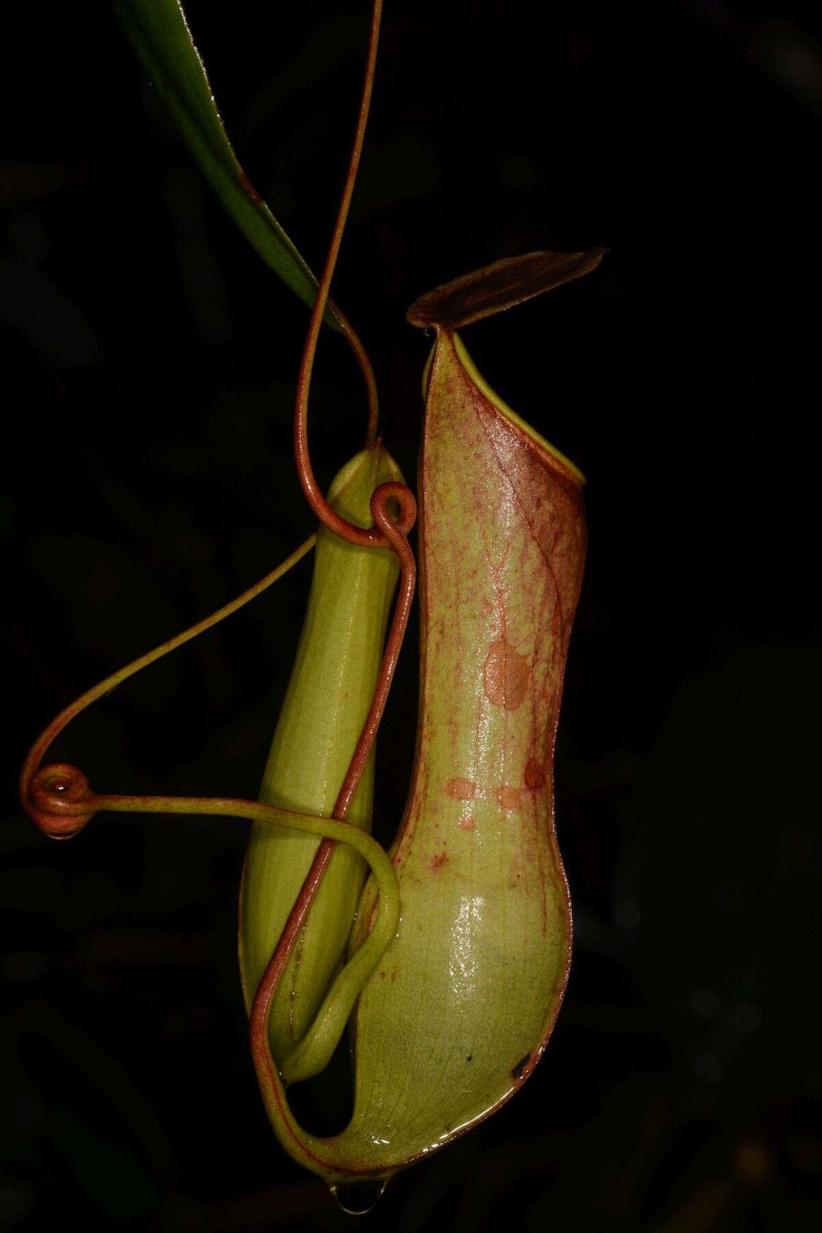 Слика од Nepenthes distillatoria L.