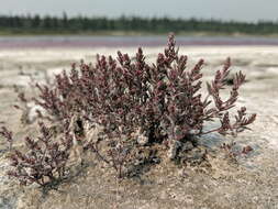 Image de Suaeda calceoliformis (Hooker) Moquin-Tandon