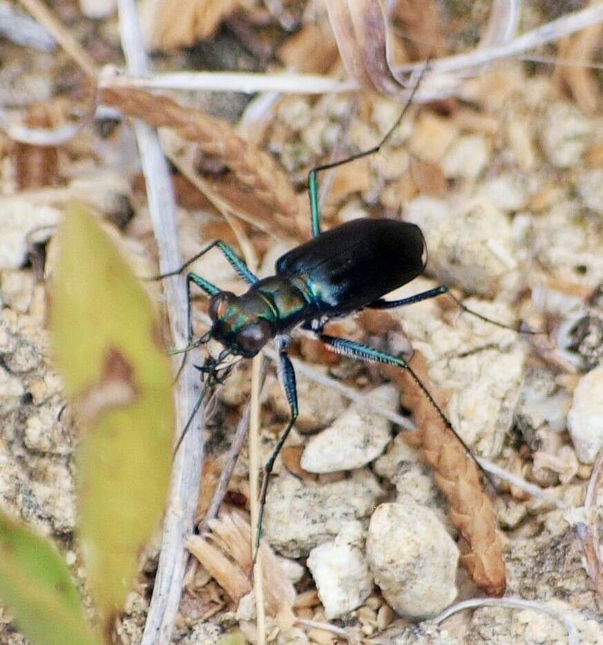 Image of Cicindela (Cicindelidia) politula politula Le Conte 1875