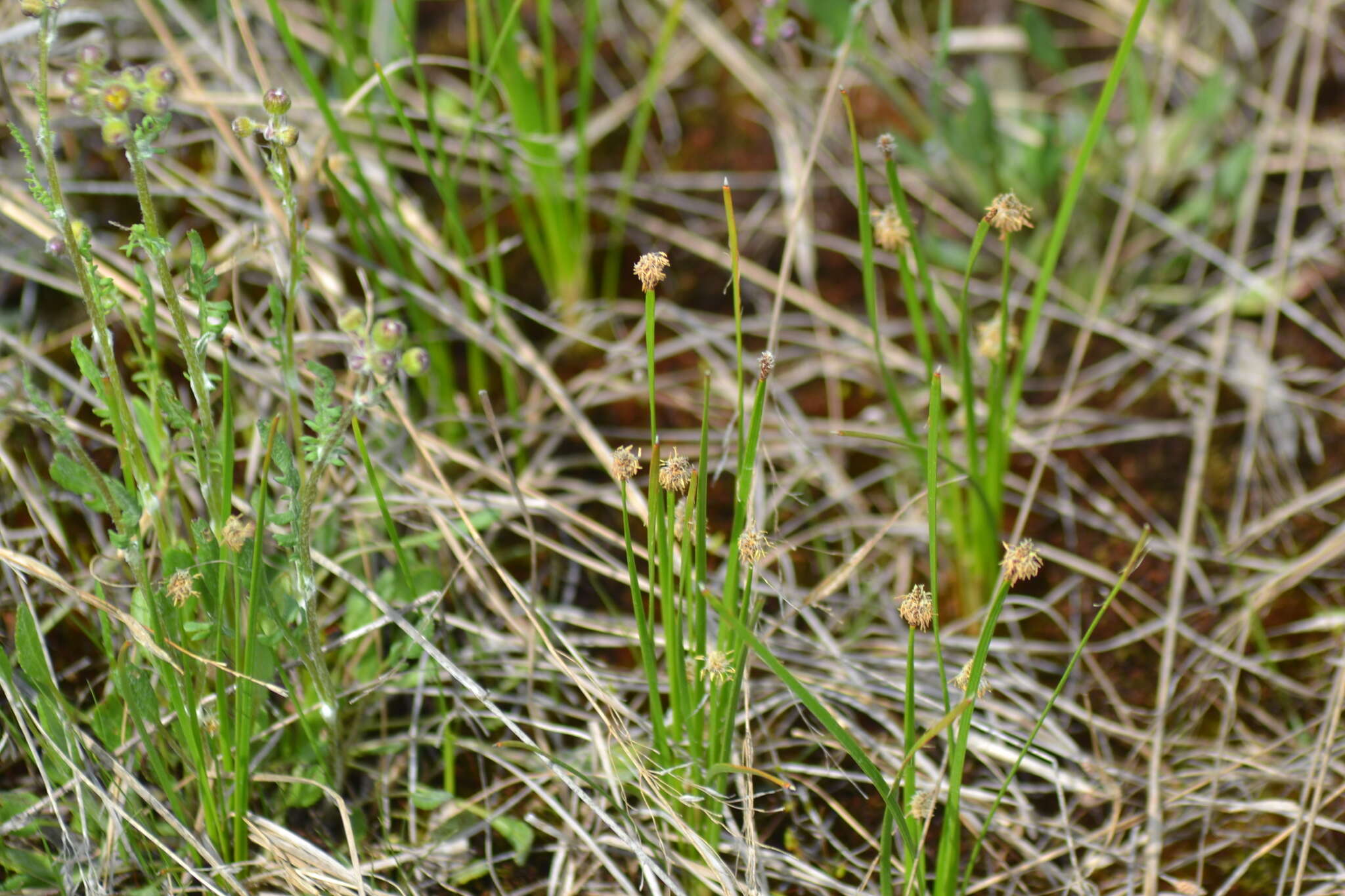 Image of Flat-Stem Spike-Rush