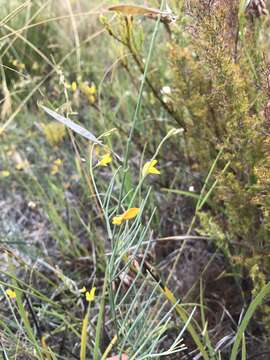 Image of Lebeckia wrightii (Harv.) Bolus