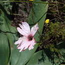 Image of Monsonia speciosa L.