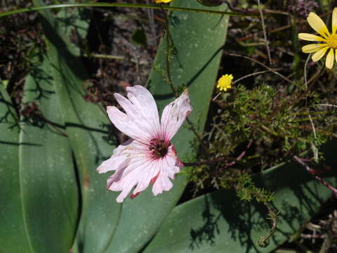 Monsonia speciosa L.的圖片