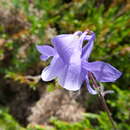 Plancia ëd Aquilegia vulgaris subsp. vulgaris