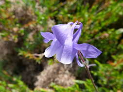 Image of Aquilegia vulgaris subsp. vulgaris