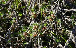 Image of Clutia pubescens Thunb.