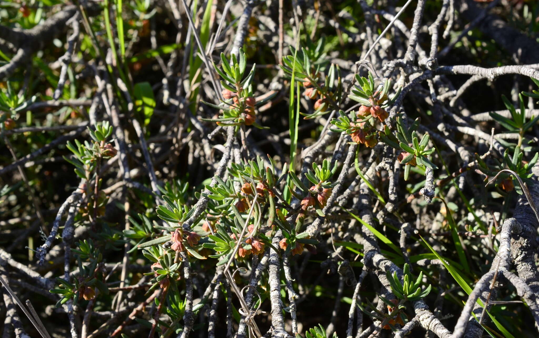 Image of Clutia pubescens Thunb.