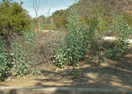 Image of tree tobacco