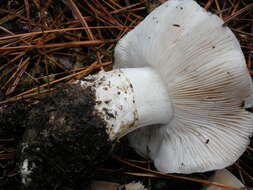 Image of Tricholoma vernaticum Shanks 1996