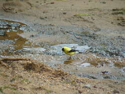 Image of American Goldfinch