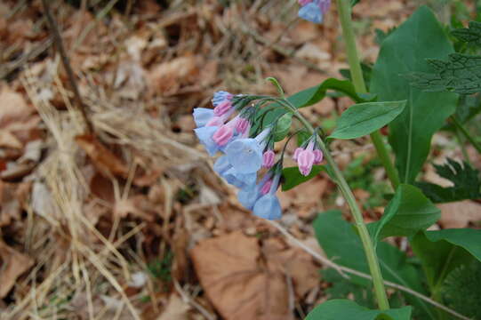 Mertensia virginica (L.) Pers. ex Link resmi