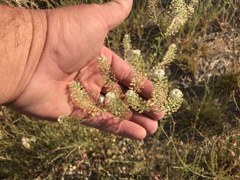 Image of peppergrass