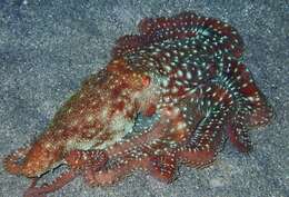 Imagem de Callistoctopus ornatus (Gould 1852)