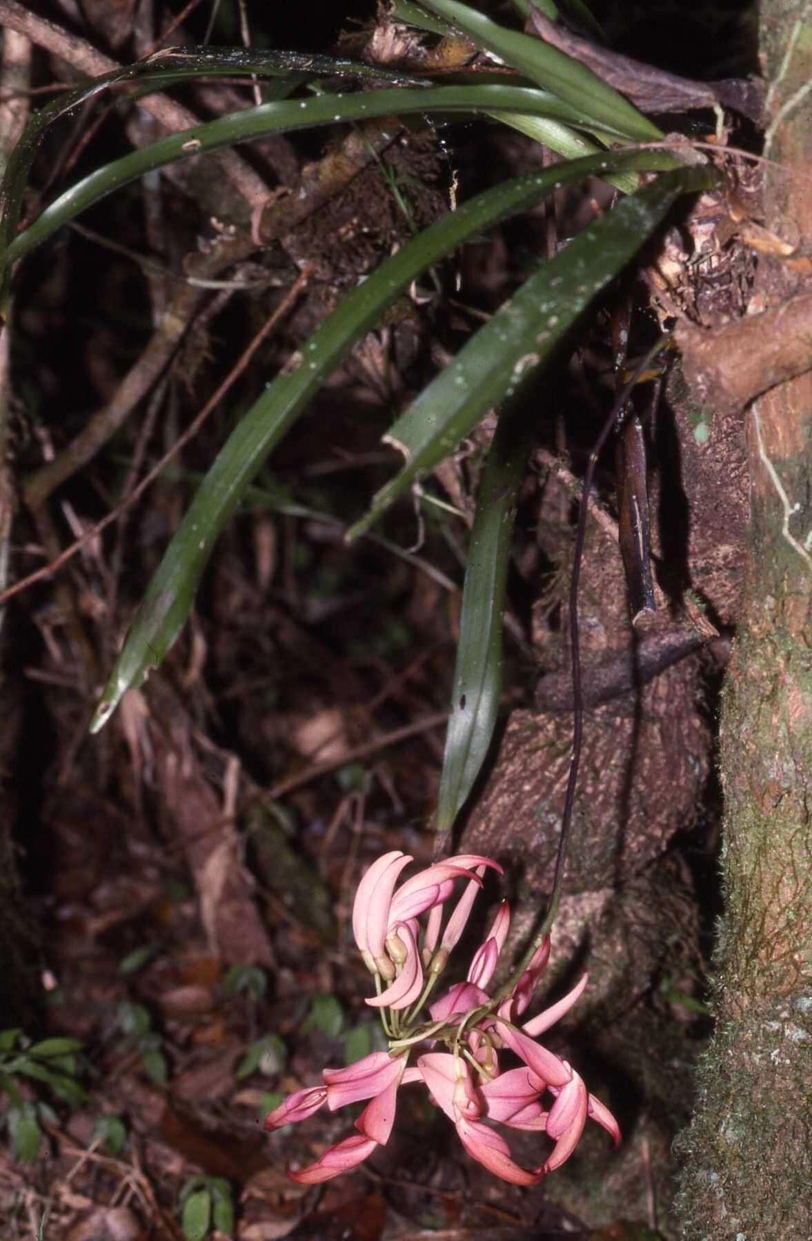 Image of Strongylodon madagascariensis Baker