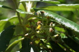 Image of Blanket Bush