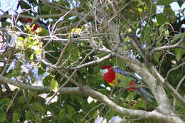 Image of Eastern Rosella