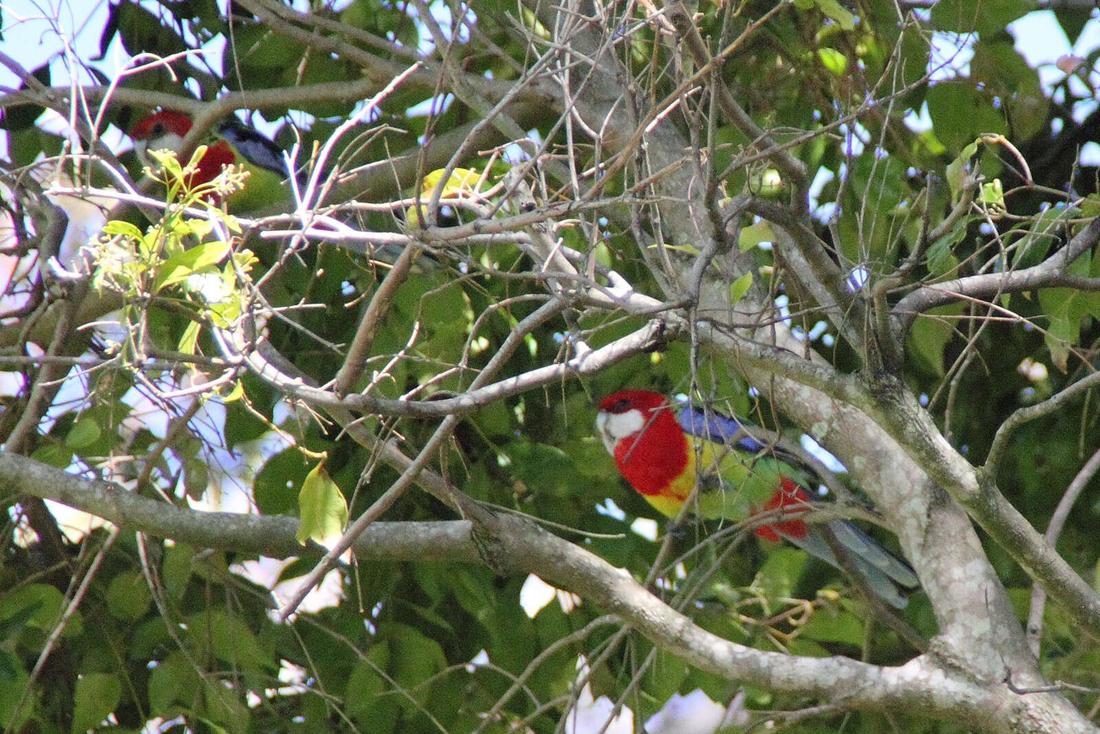 Image of Eastern Rosella