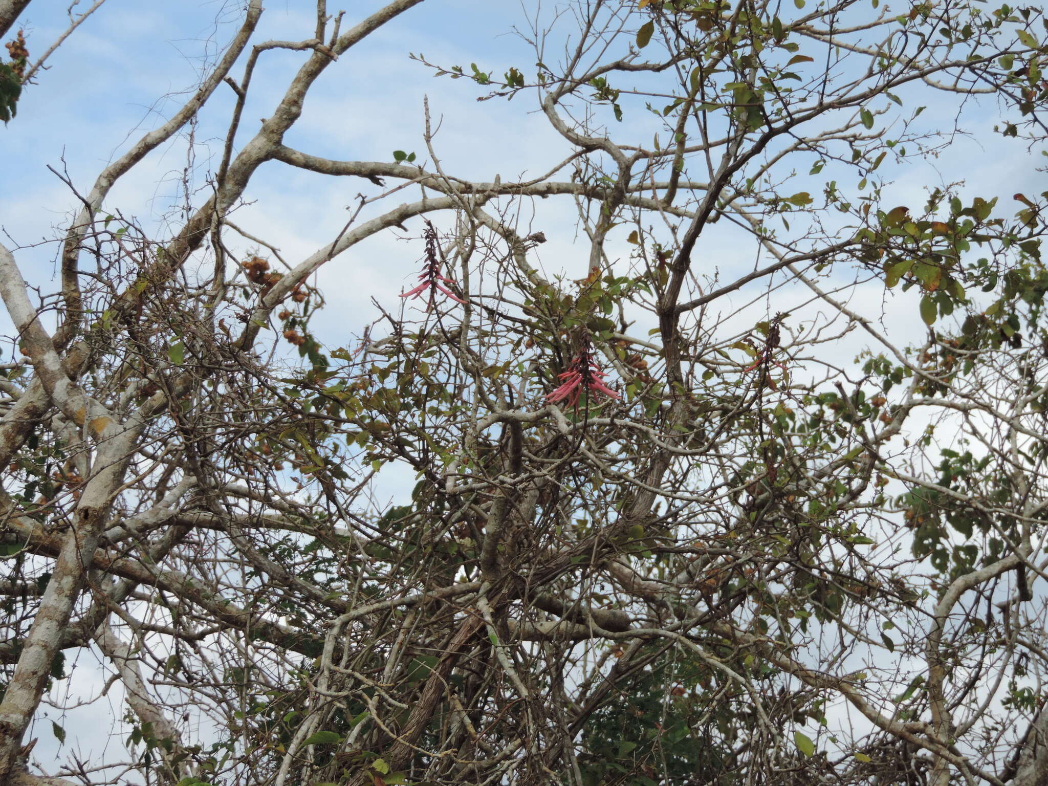 Image de Erythrina standleyana Krukoff