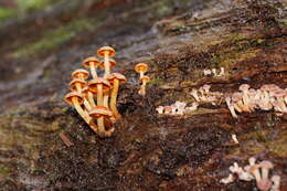 Image of Hypholoma fasciculare var. armeniacum (Y. S. Chang & A. K. Mills) Y. S. Chang, A. K. Mills, G. M. Gates & Ratkowsky