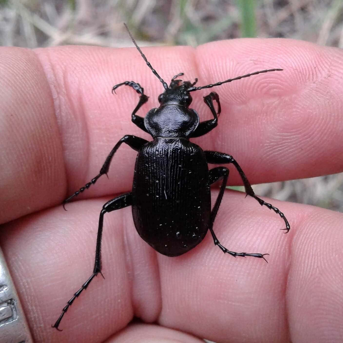 Imagem de Calosoma (Calosoma) frigidum Kirby 1837