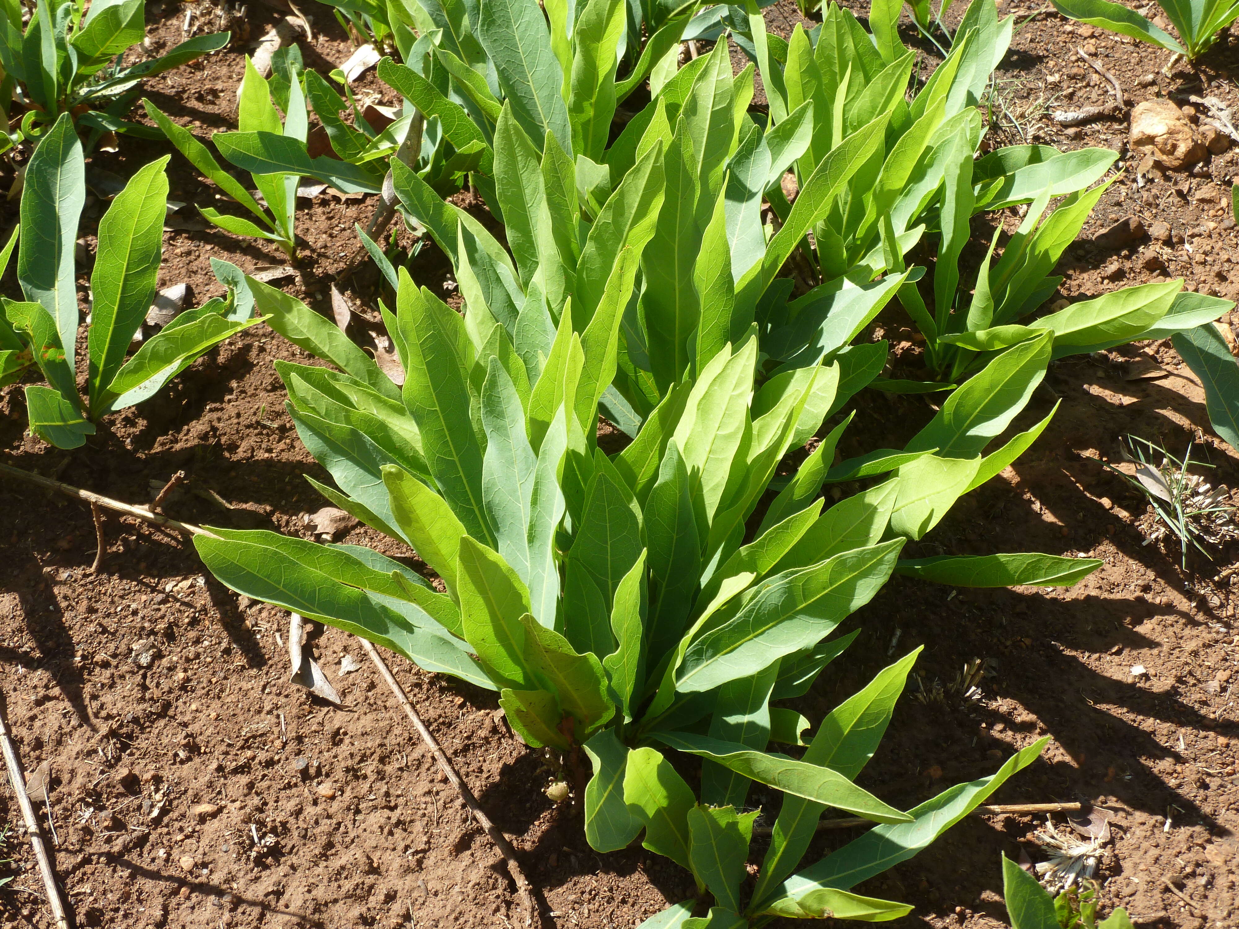 Image of Dichapetalum cymosum (Hook.) Engl.