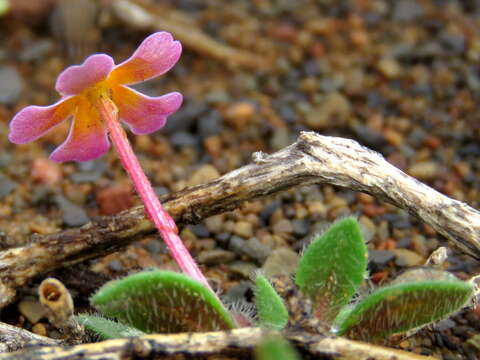 Image of Zaluzianskya violacea Schltr.