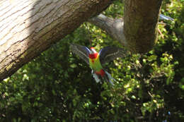 Image of Eastern Rosella