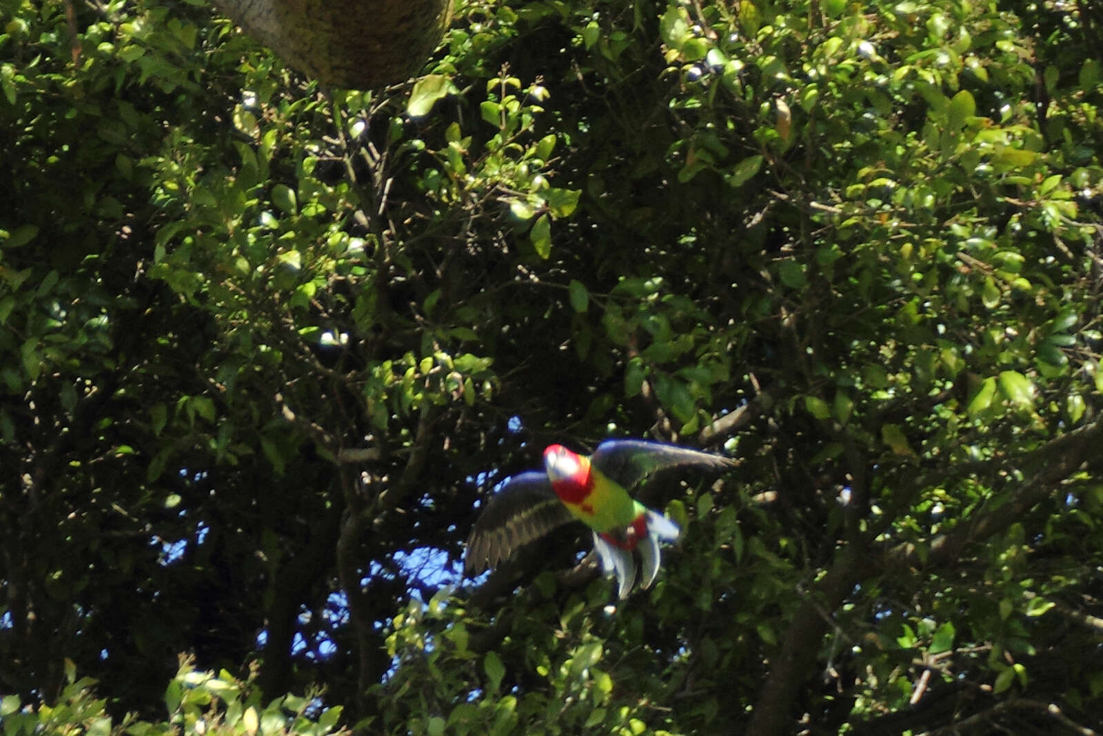 Image of Eastern Rosella