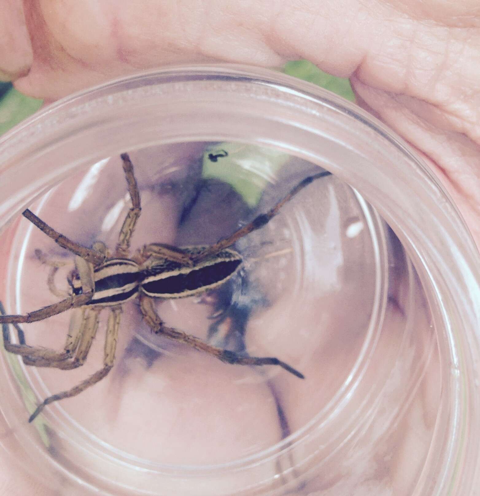 Image of Dotted Wolf Spider