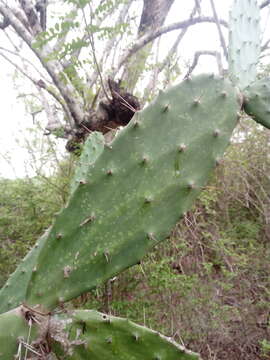 Image of <i>Opuntia karwinskiana</i>