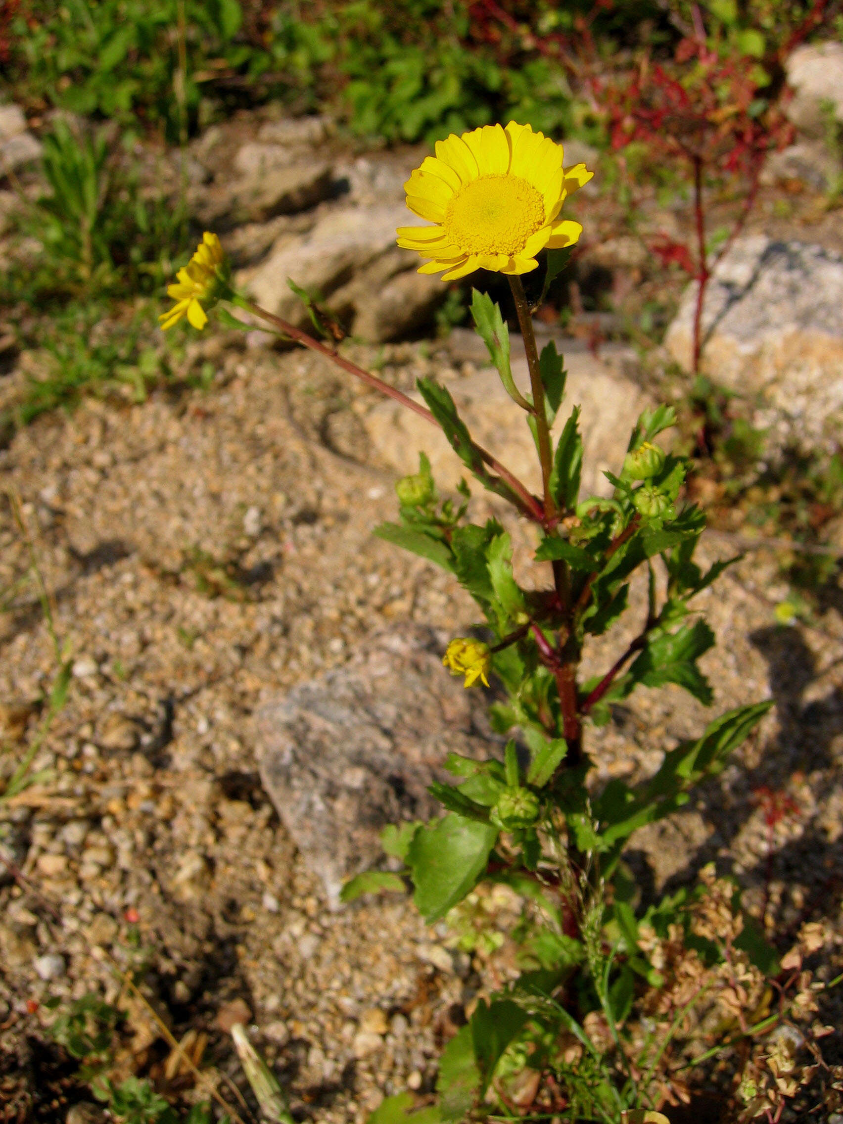 Image of Coleostephus myconis (L.) Rchb. fil.